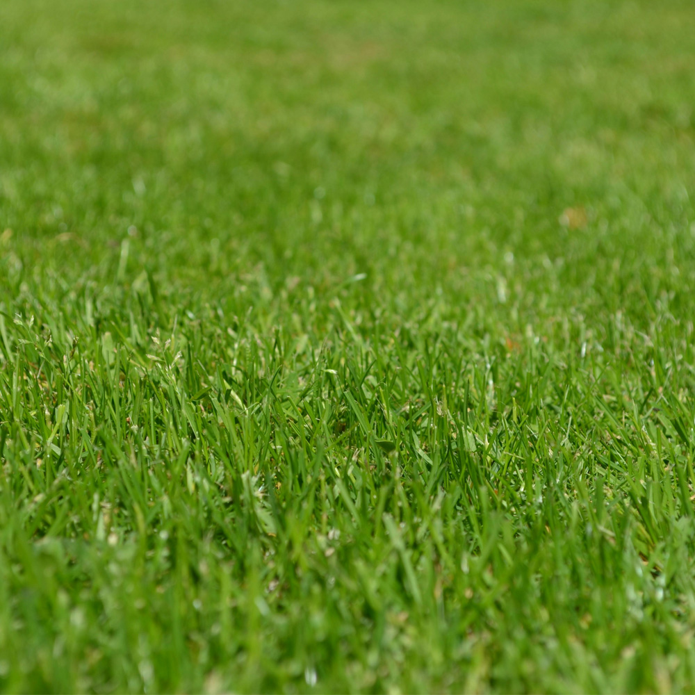 Bestel direct hoogwaardige graszoden in Delft Graszoden in Delft kopen bij Hendriks