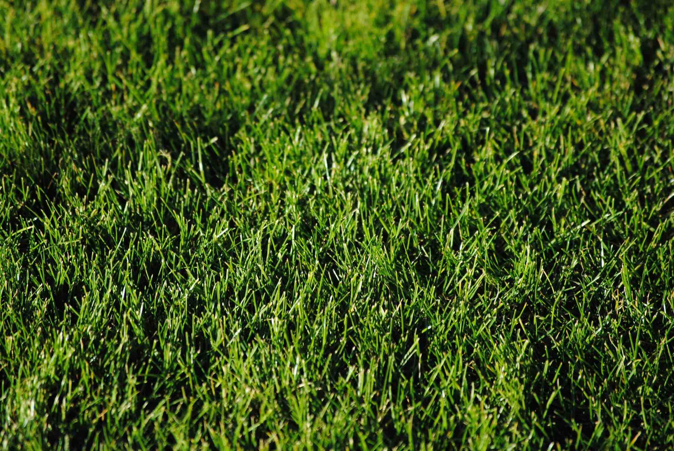 Graszoden laten leggen Perfect resultaat Hendriks Graszoden
