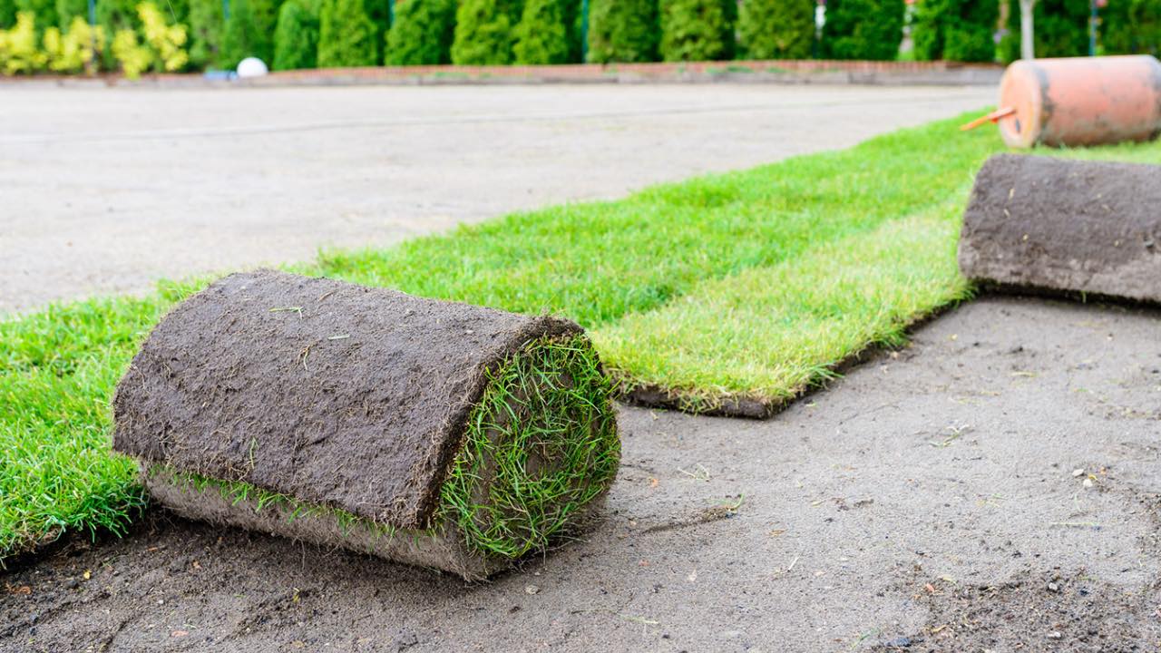 Graszoden Ede Graszoden Ede