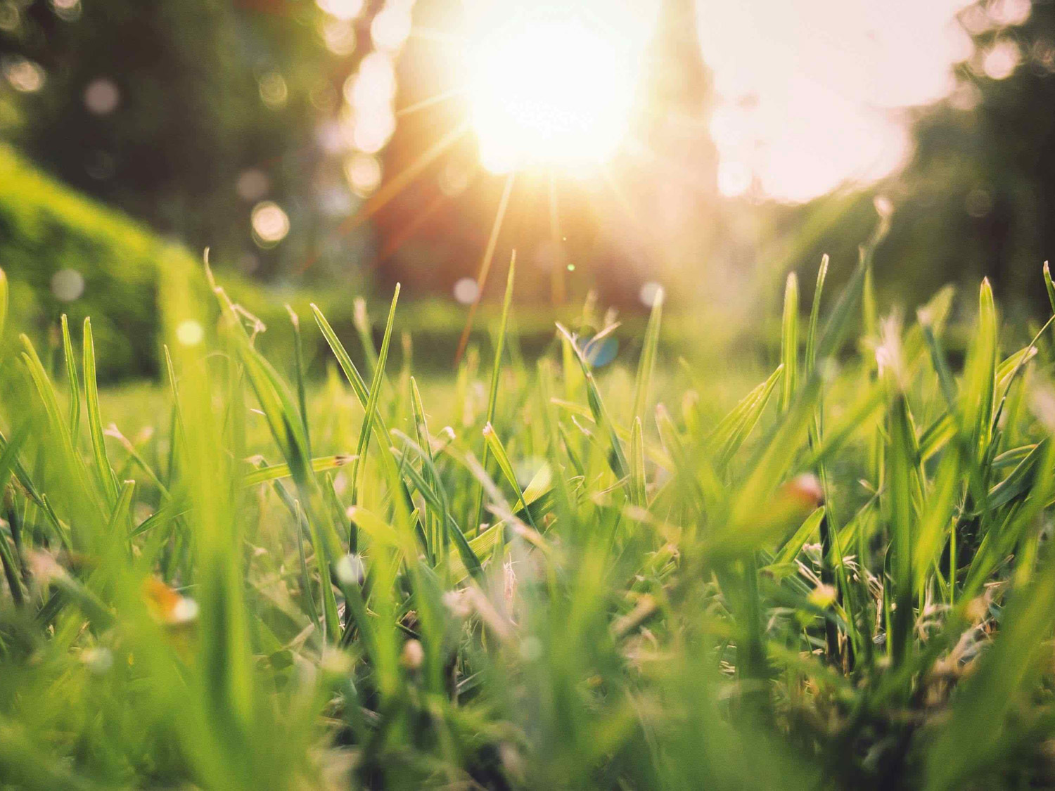 Maak uw tuin gereed voor de lente: 5 essentiële tips voor een fris en gezond gazon | Hendriks Graszoden geniet van de lente in uw tuin met deze vijf tips | Hendriks Graszoden